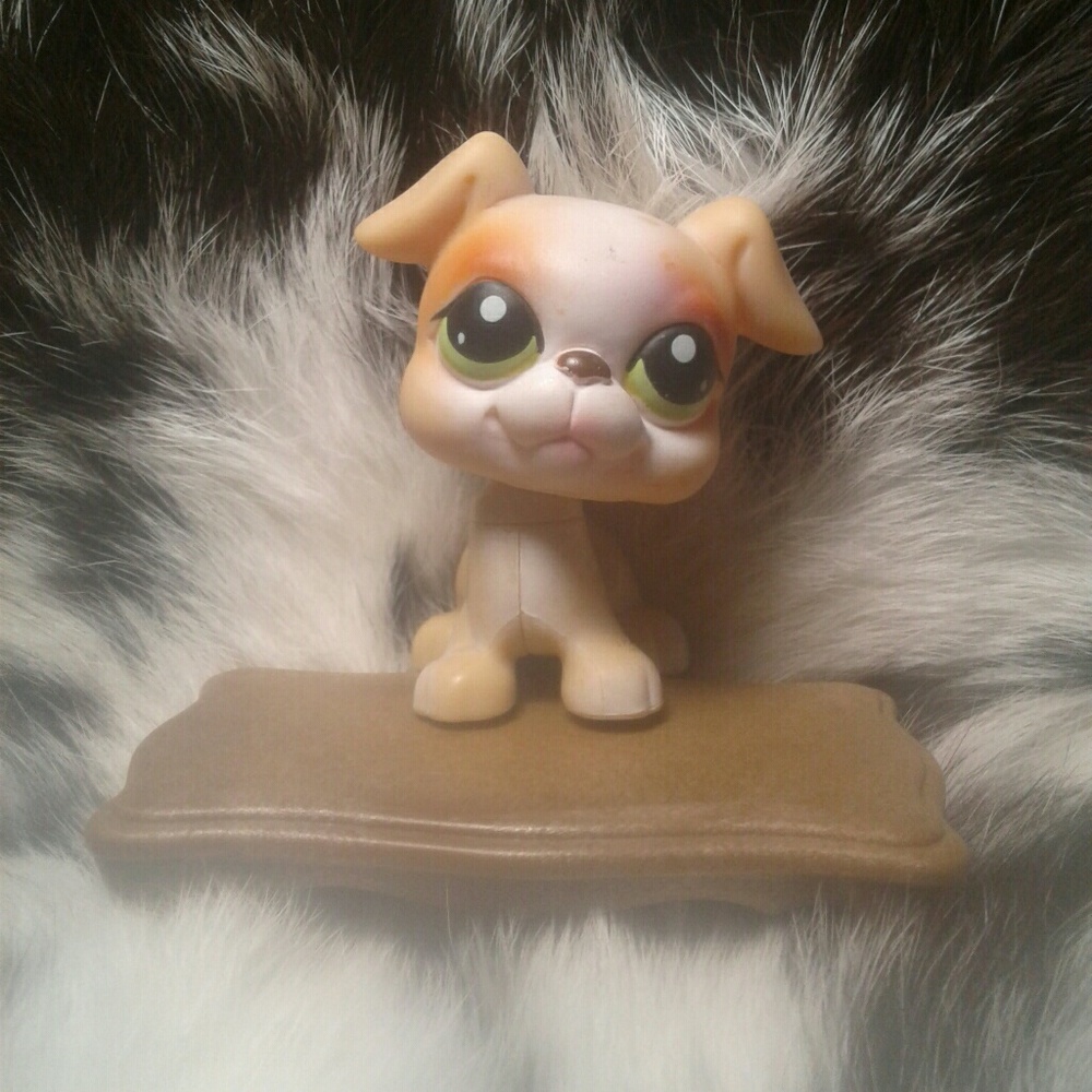 Littlest Pet Shop Boston Terrier Cream